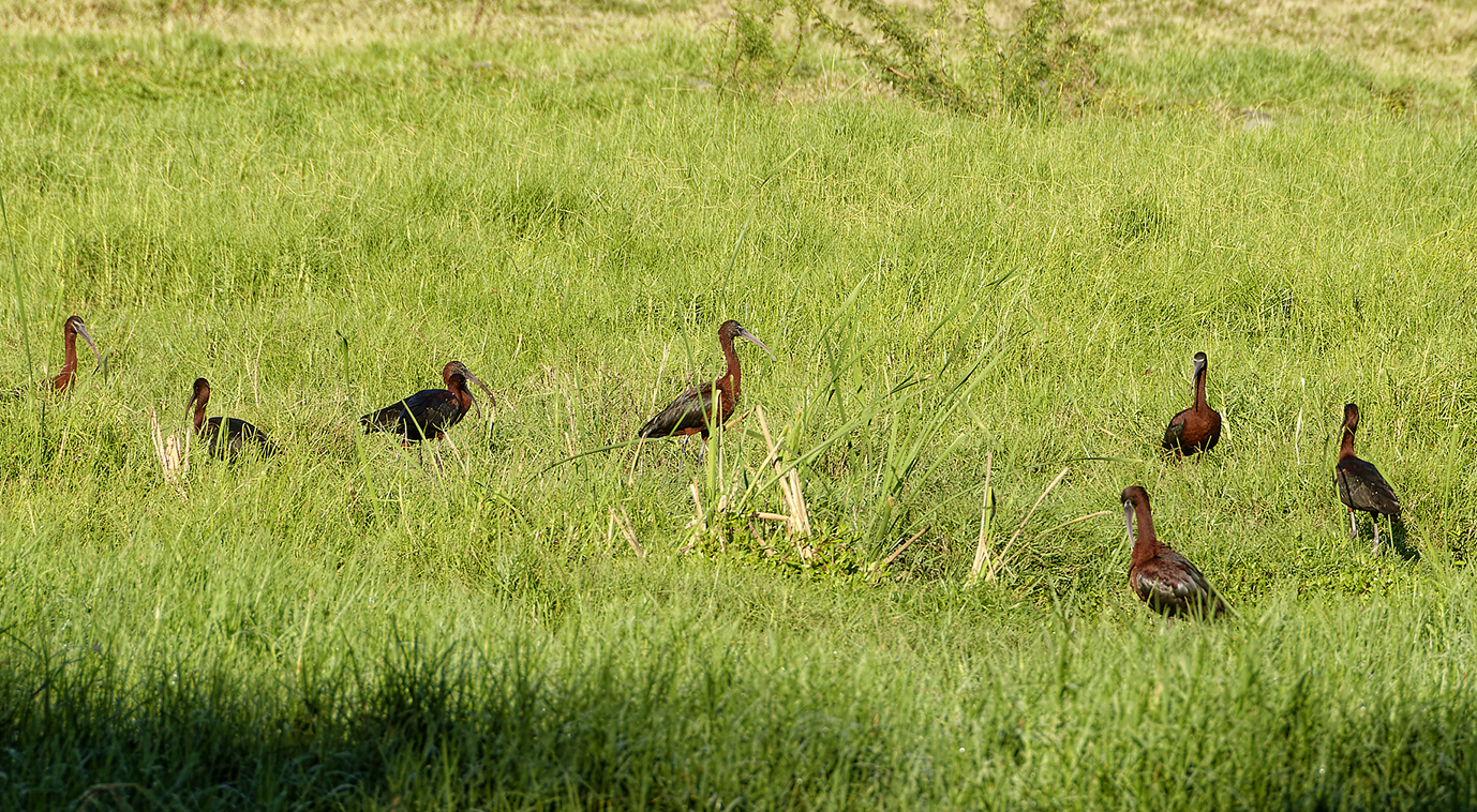 Ibis falcinelle observés à l’Étang du Gol. © Nicolas Boulard