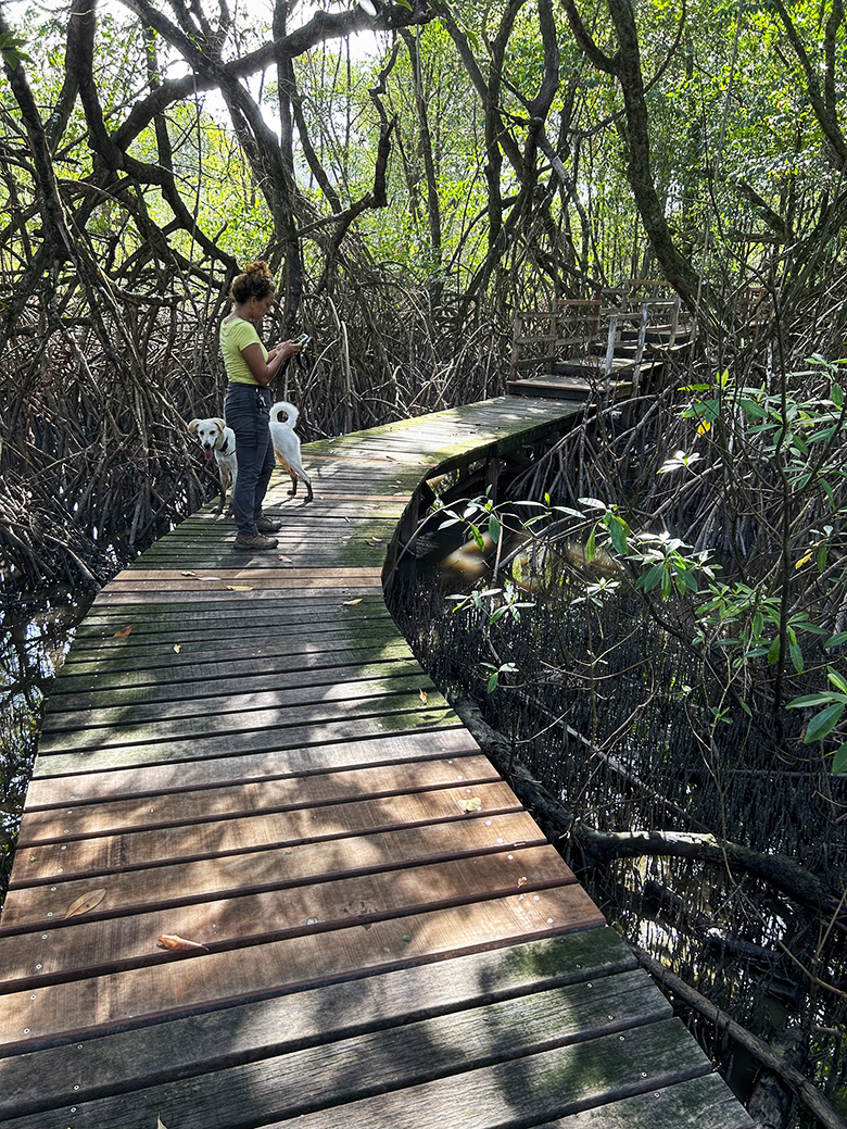 En Guyane, le platelage – ou plancher de charpente – des Salines de Montjoly a été récemment rénové et sécurisé par le Conservatoire du littoral. © Matthieu Delfault