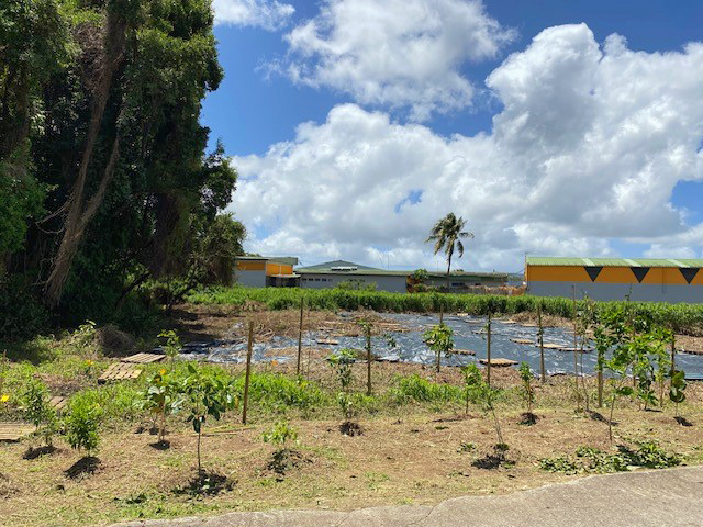 En Martinique, la mangrove du Lamentin a fait l’objet d’actions de lutte contre les espèces envahissantes. © Marie-Michèle Moreau