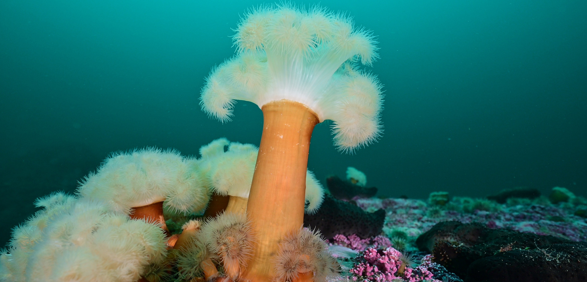 Une anémone plumeuse. © Erwan Amice