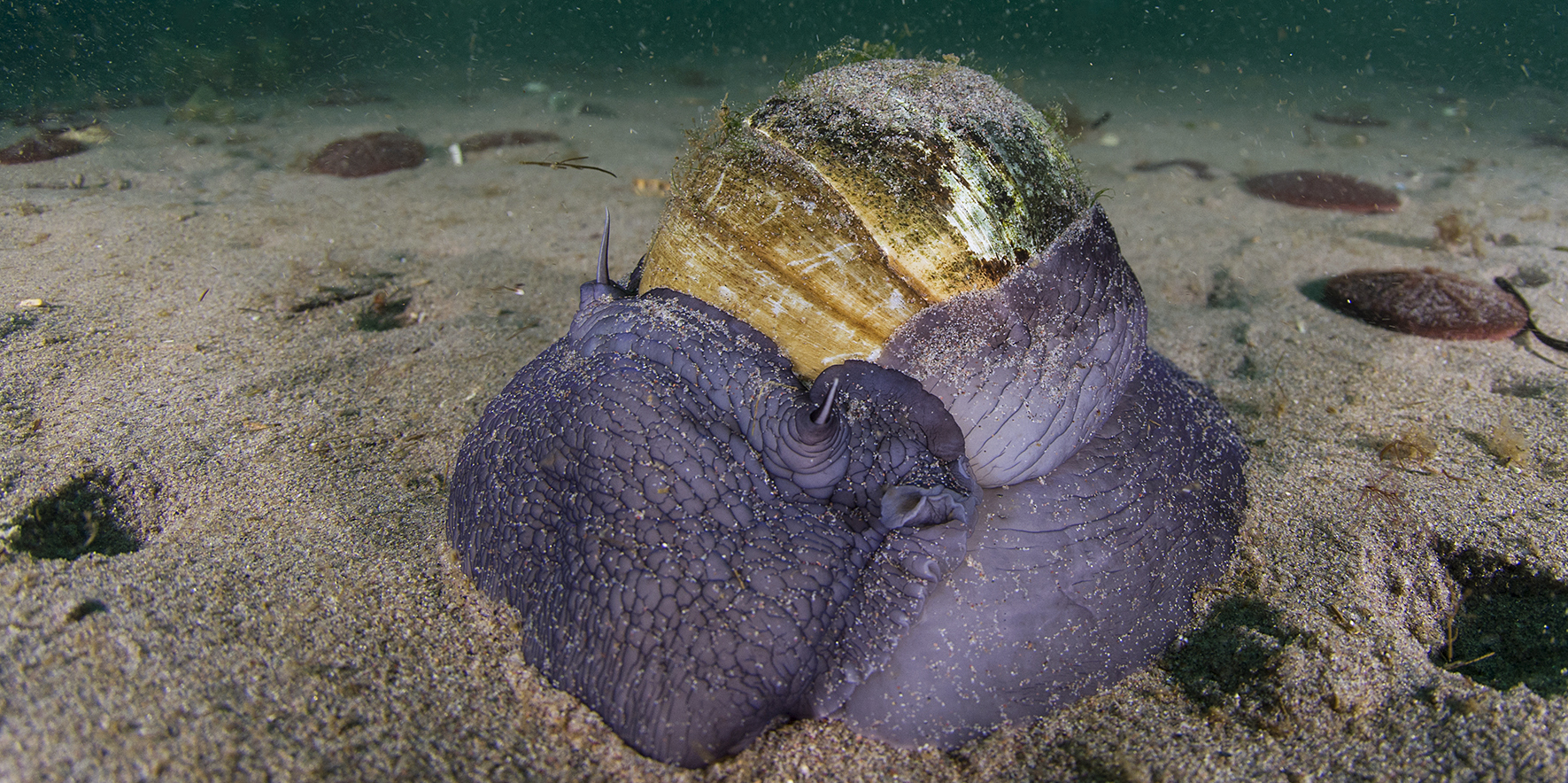 Une natice de l’Atlantique. © Erwan Amice