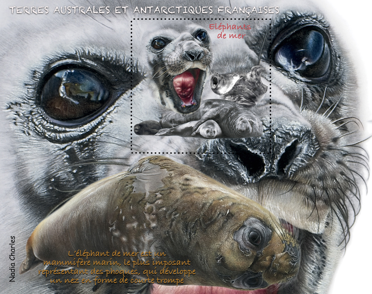 Un timbre des TAAF dédié à l’éléphant de mer. © Nadia Charles.